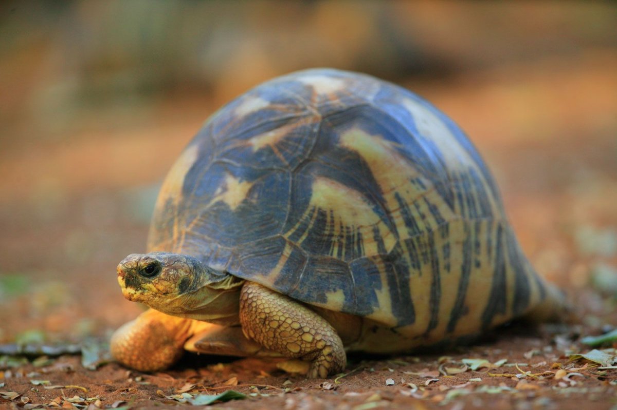 Черепаха лежу. Малайская черепаха. Самая быстрая черепаха. Ридлея. Лучистая Черепашонок из яйца.