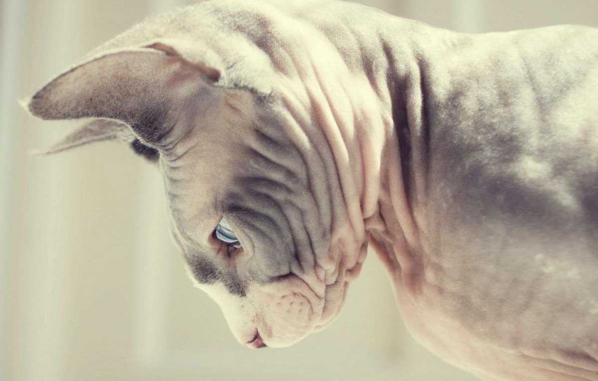 Египетский сфинкс кот