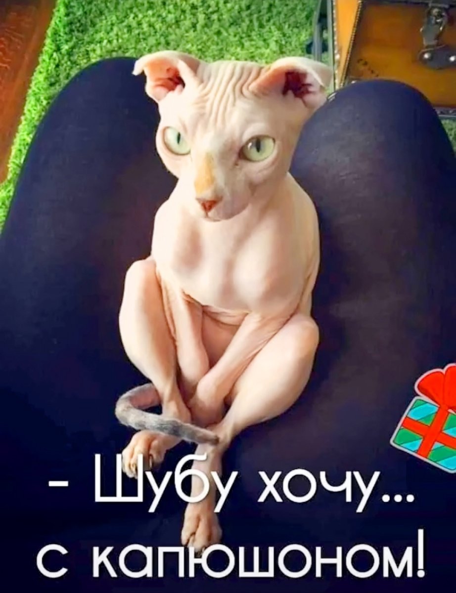 Кот грузин