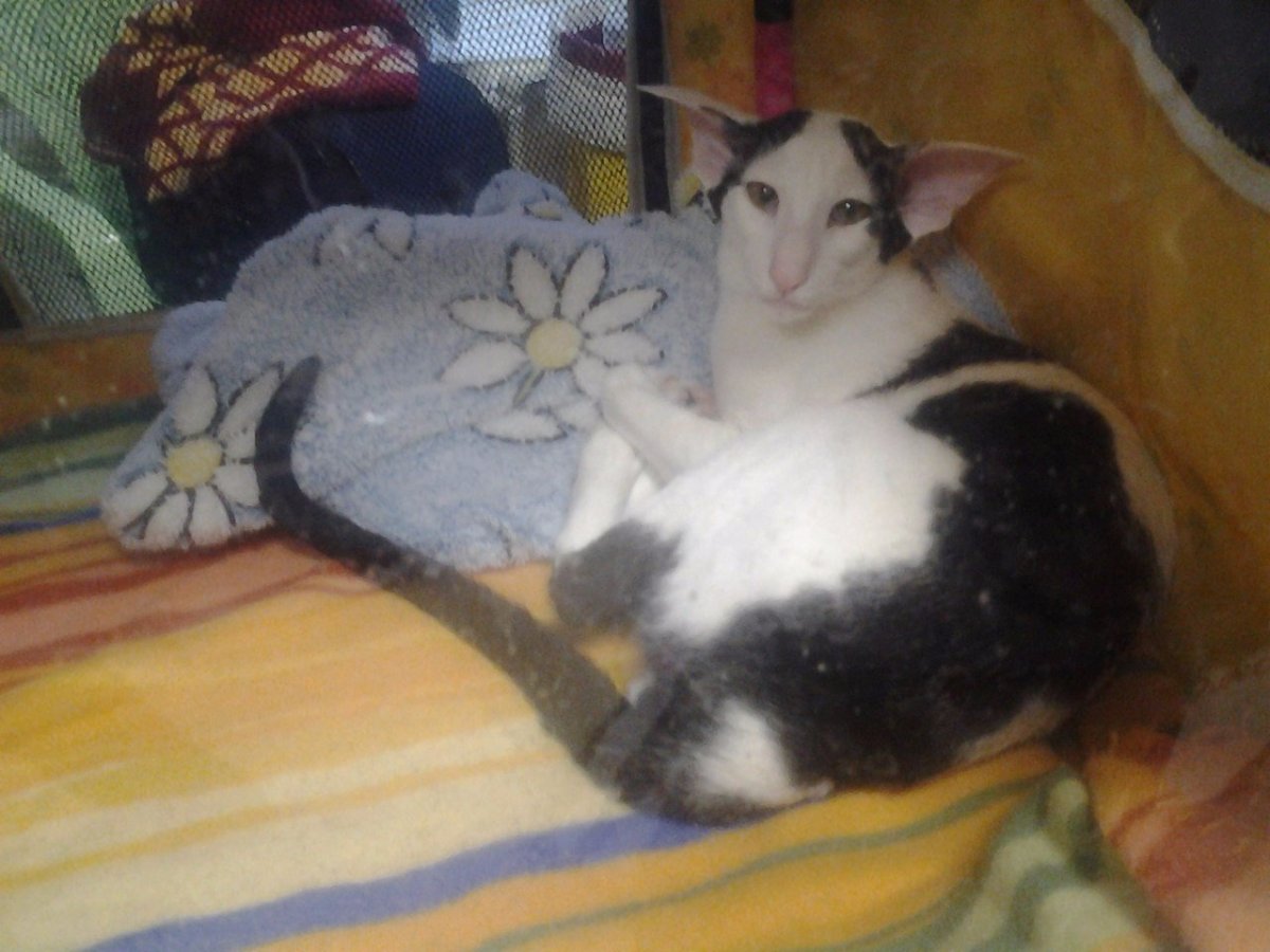 Порода Ориентал Добби