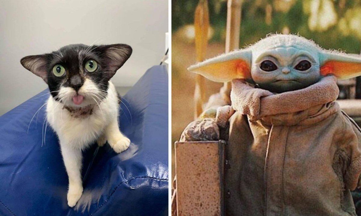 Милые лопоухие кошки