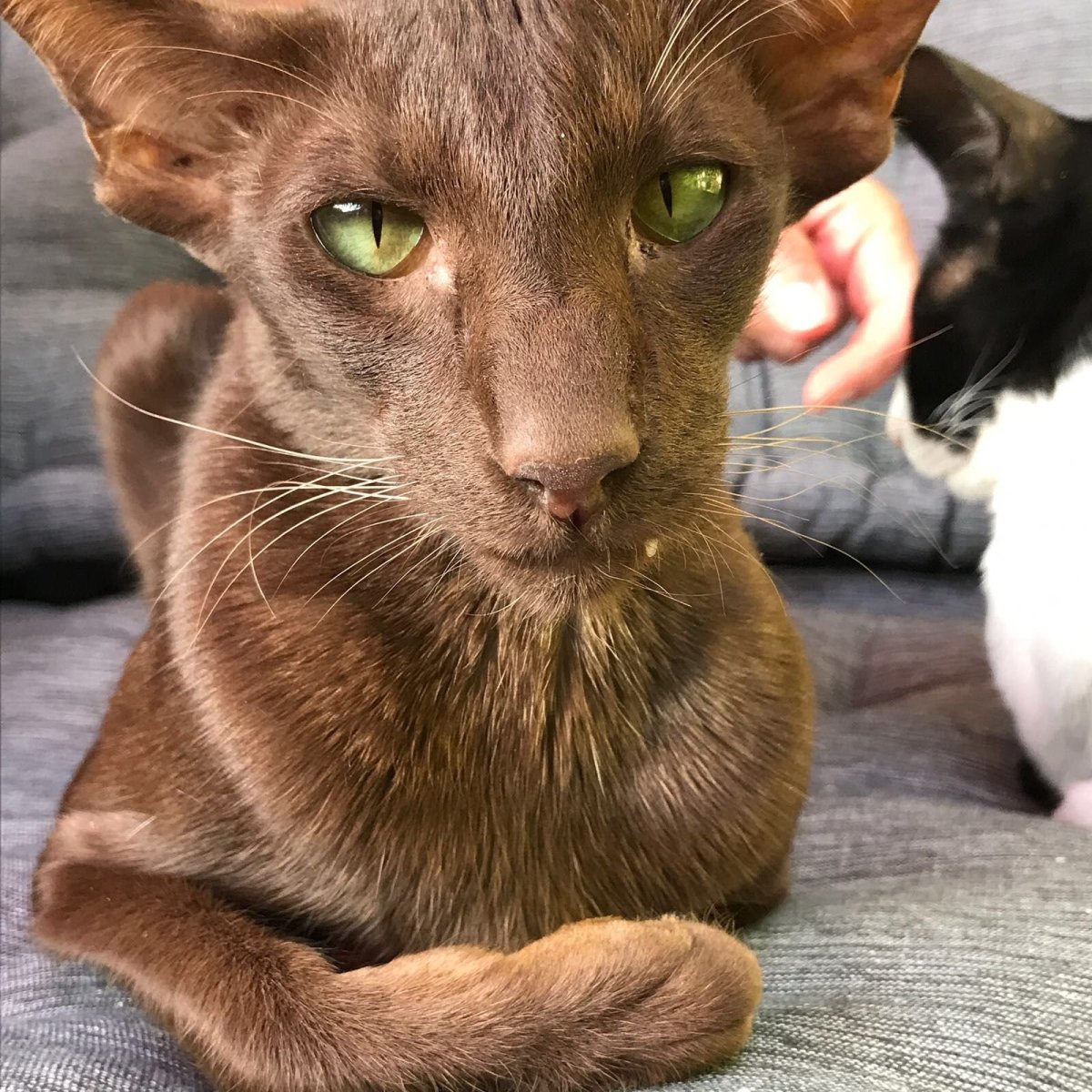 Кот похожий на Добби