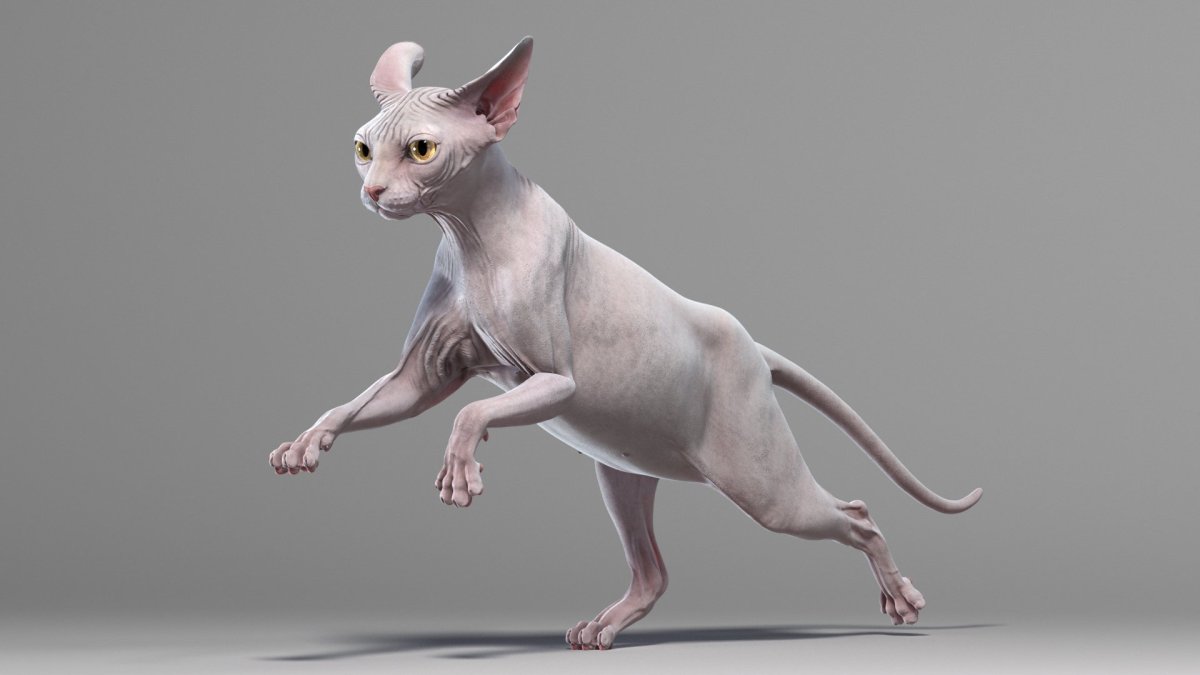 Кот грузин порода Ориентал