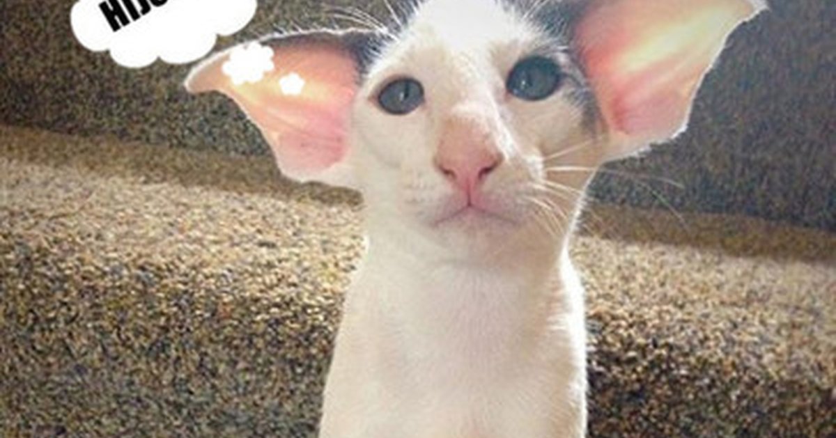 Ориентальный кот Гавана