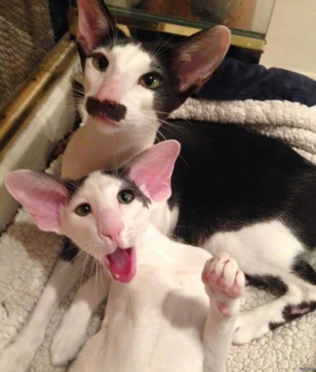 Сфинкс Ориентал