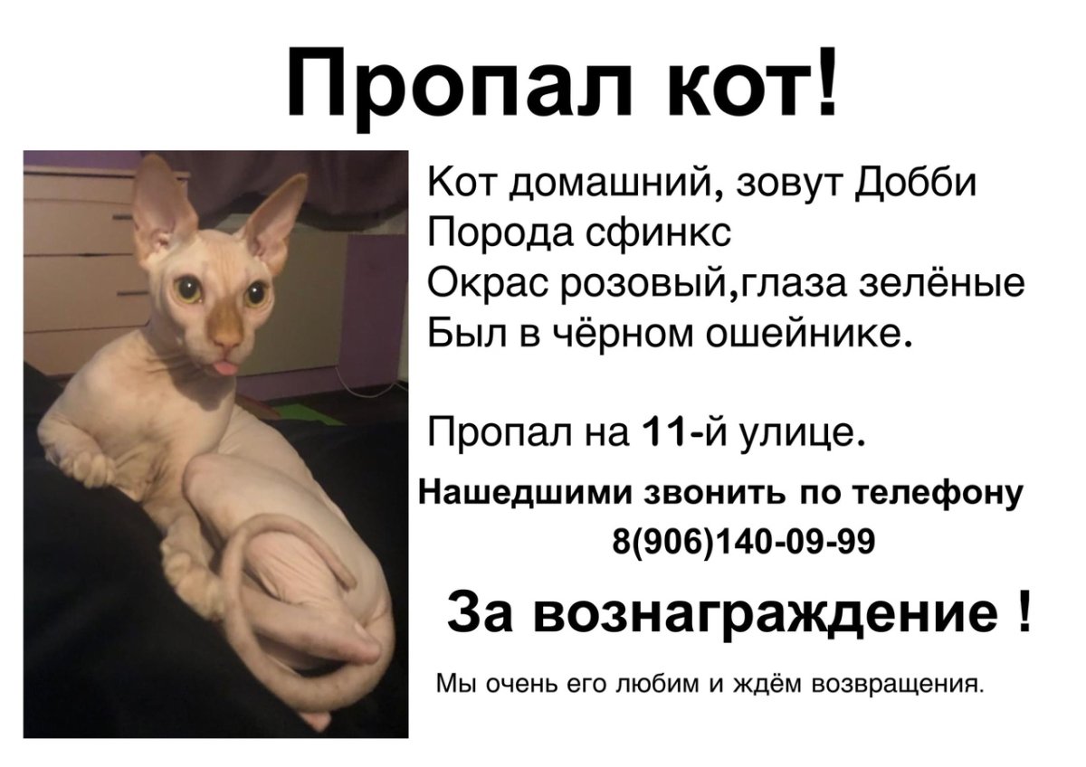 Ориентальный кот грузин