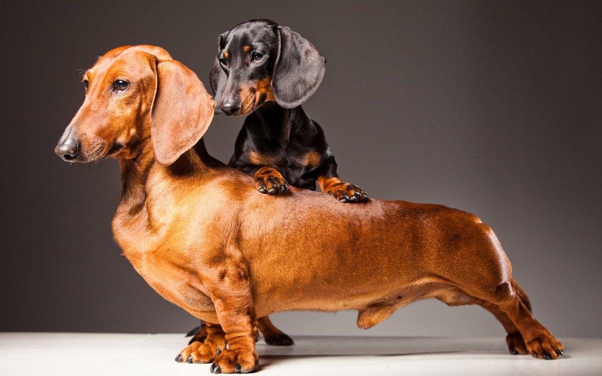 Кроличья такса мраморная