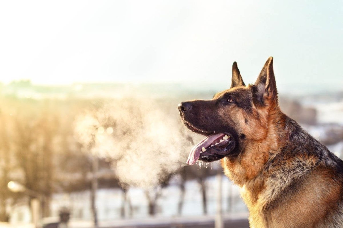 Померанский шпиц на белом фоне