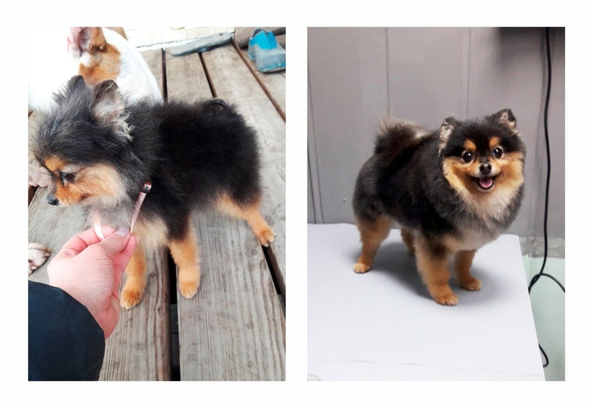 Бельгийский помски