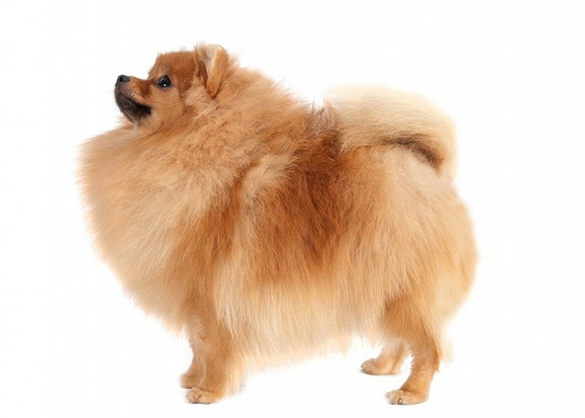 Наполовину померанский шпиц наполовину хаски