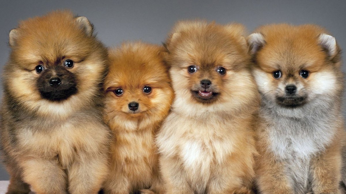 Доберман хаски и немецкая овчарка