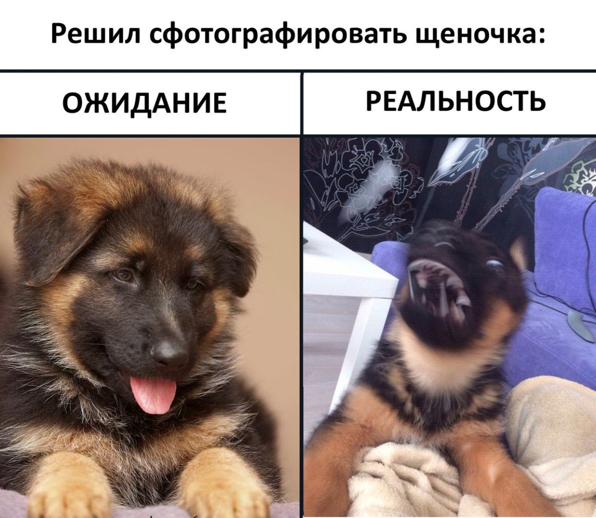 Померанский шпиц стандарт породы