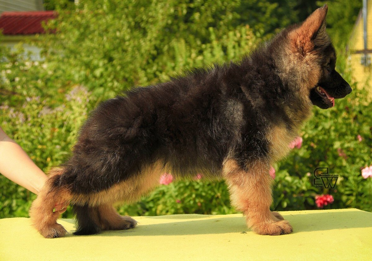 Мичиган немецкая овчарка