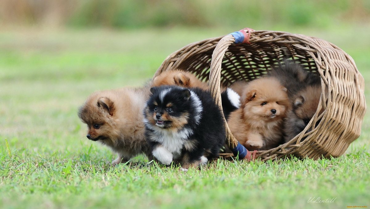 Шпиц в корзинке