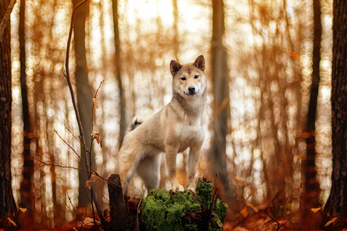 Акита ину рыжая