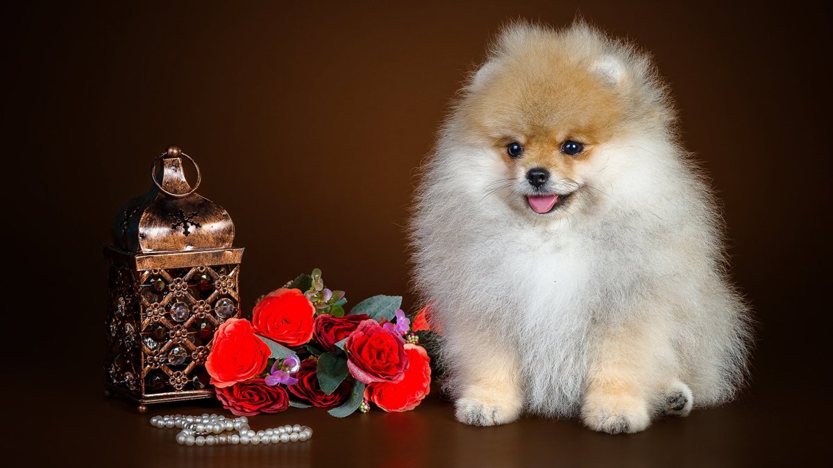 Спящий шпиц