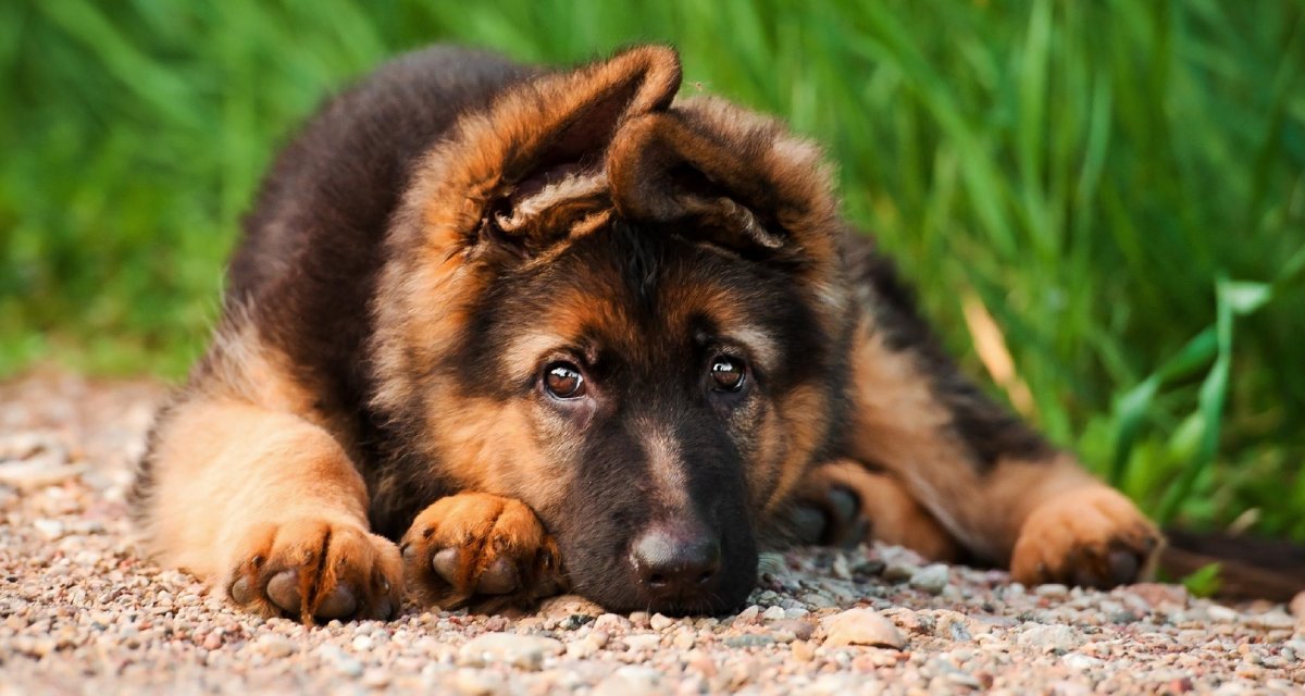 Новогодняя немецкая овчарка