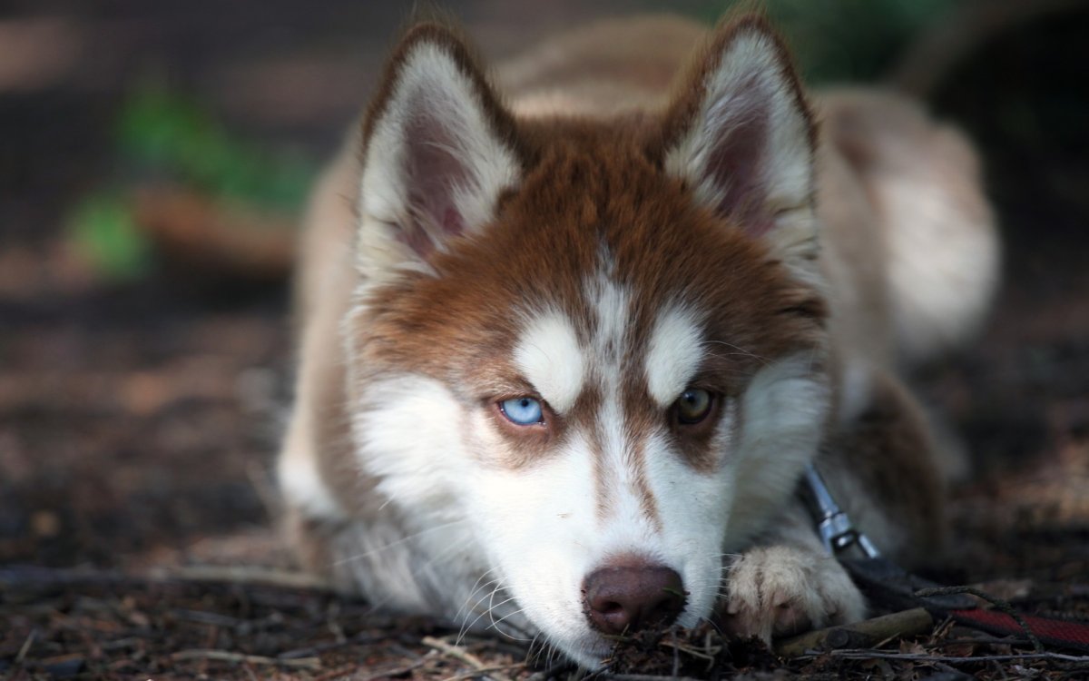 Карело финская лайка мини