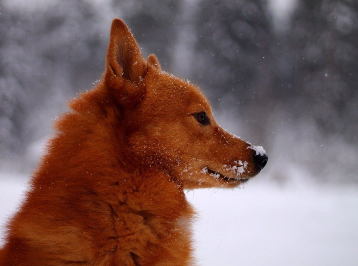 Собака зимой