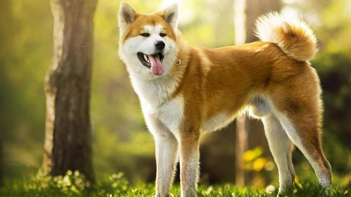 Волкодав порода хаски