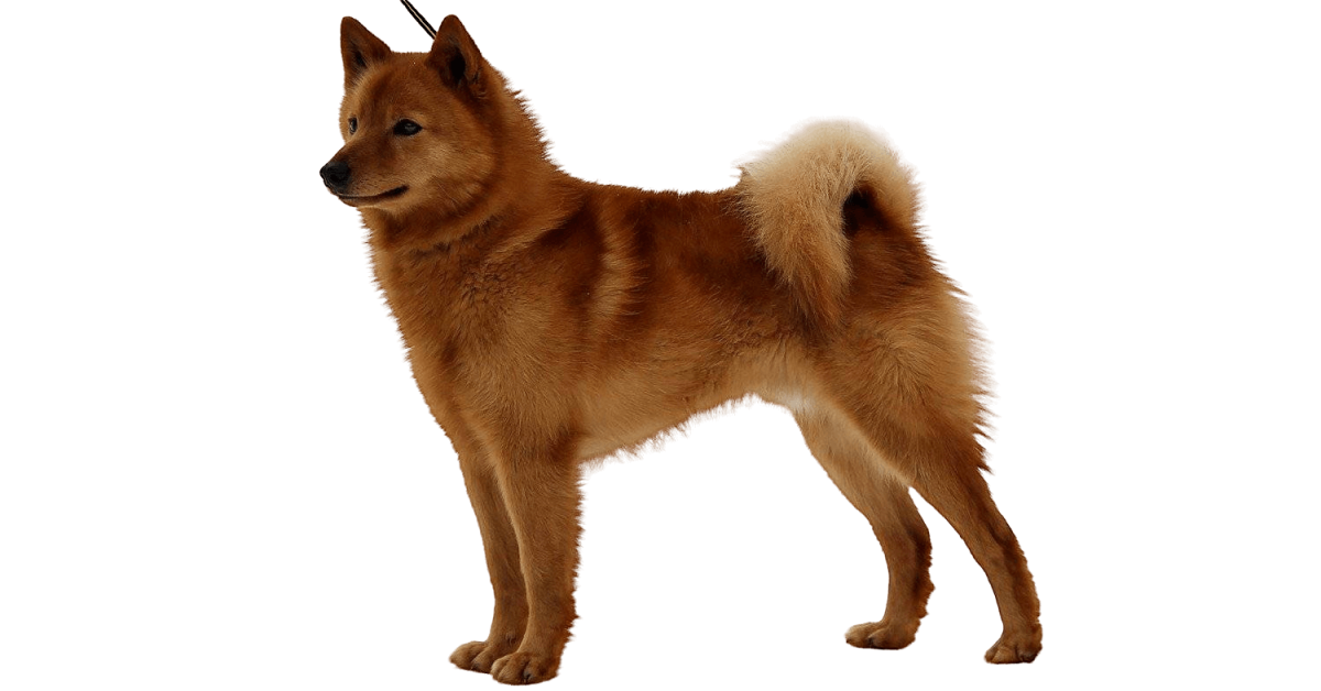 Карело-финская лайка