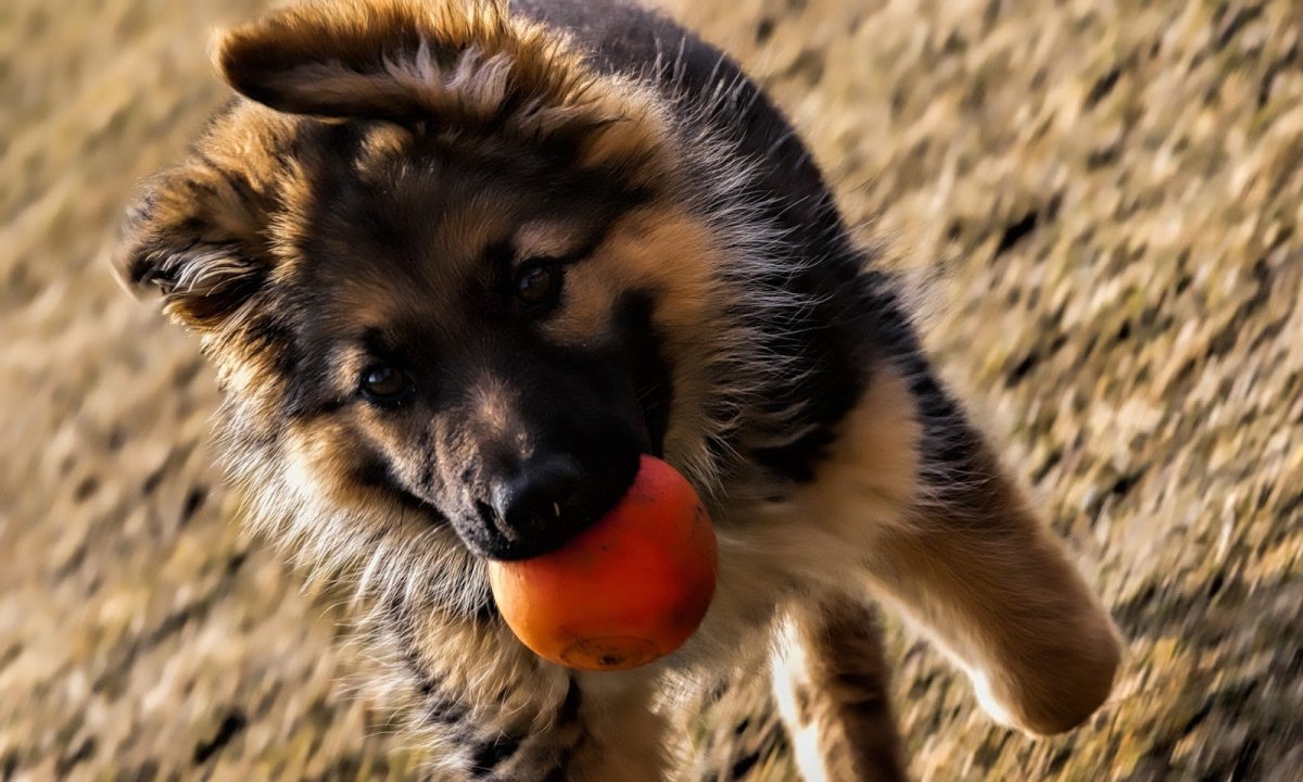 Puppies width HD 1080p