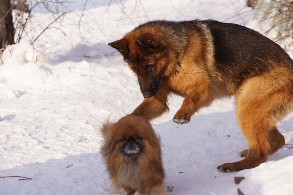 Немецкая овчарка