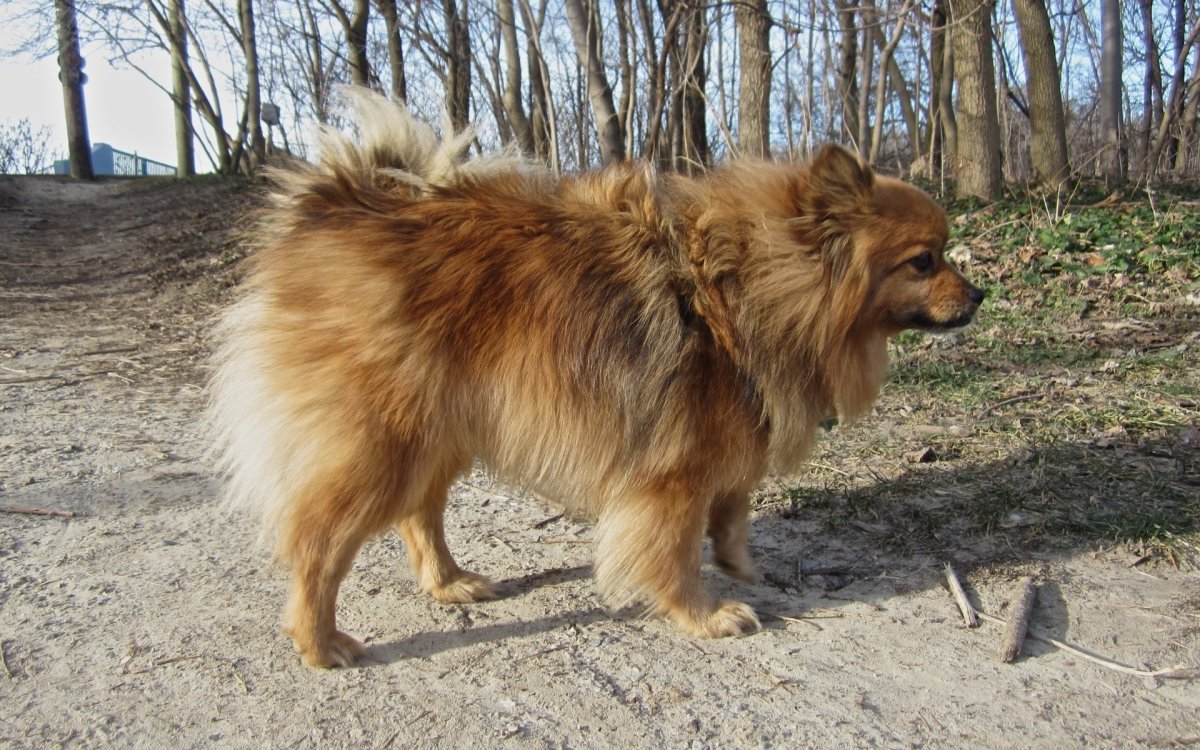 Померанский шпиц в профиль