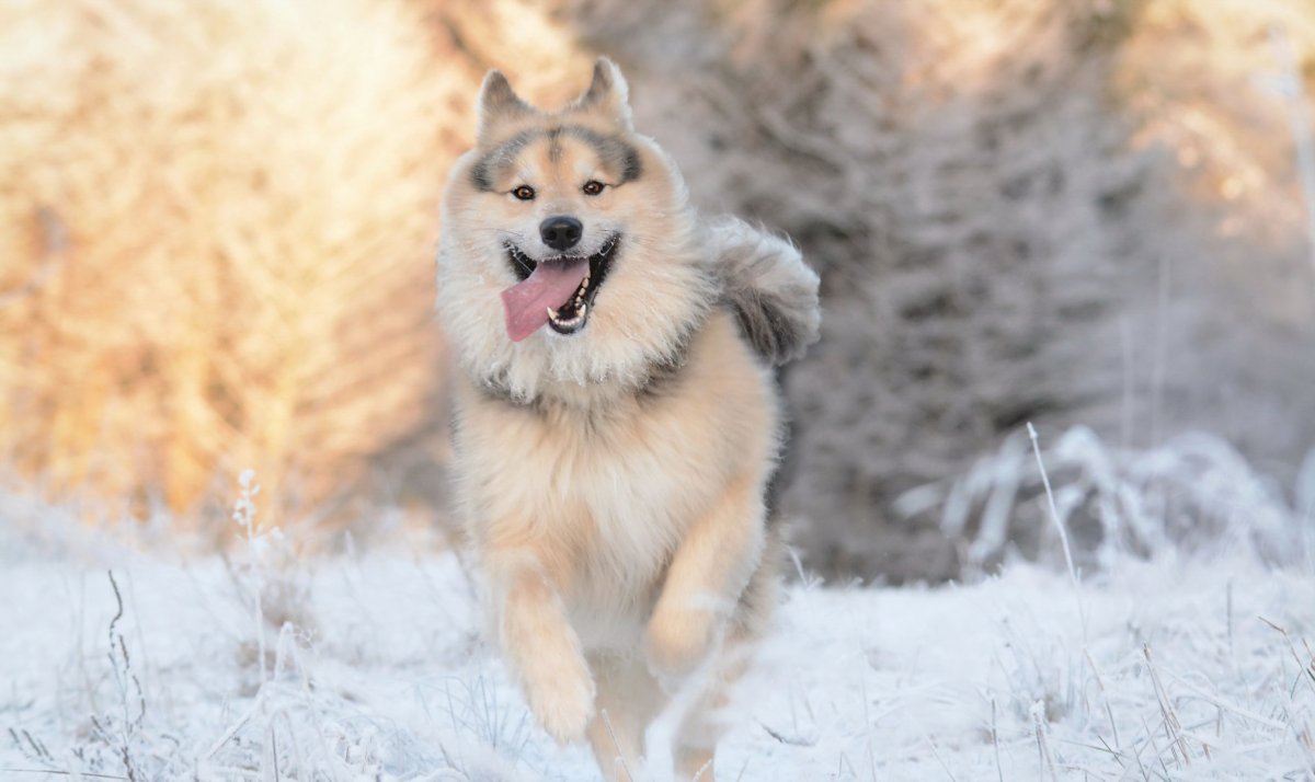 Финская лайка (Карело-финская лайка)