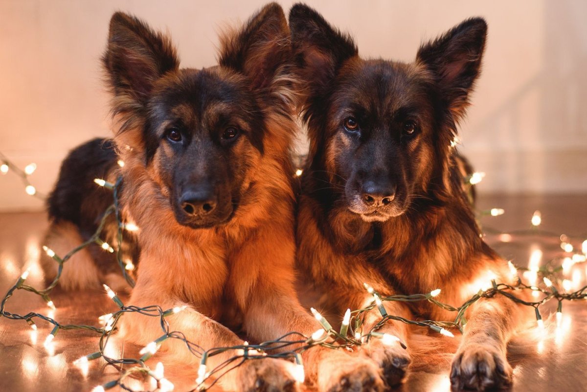 Померанский шпиц породы собак