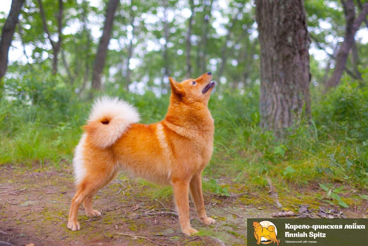 Карело-финская лайка