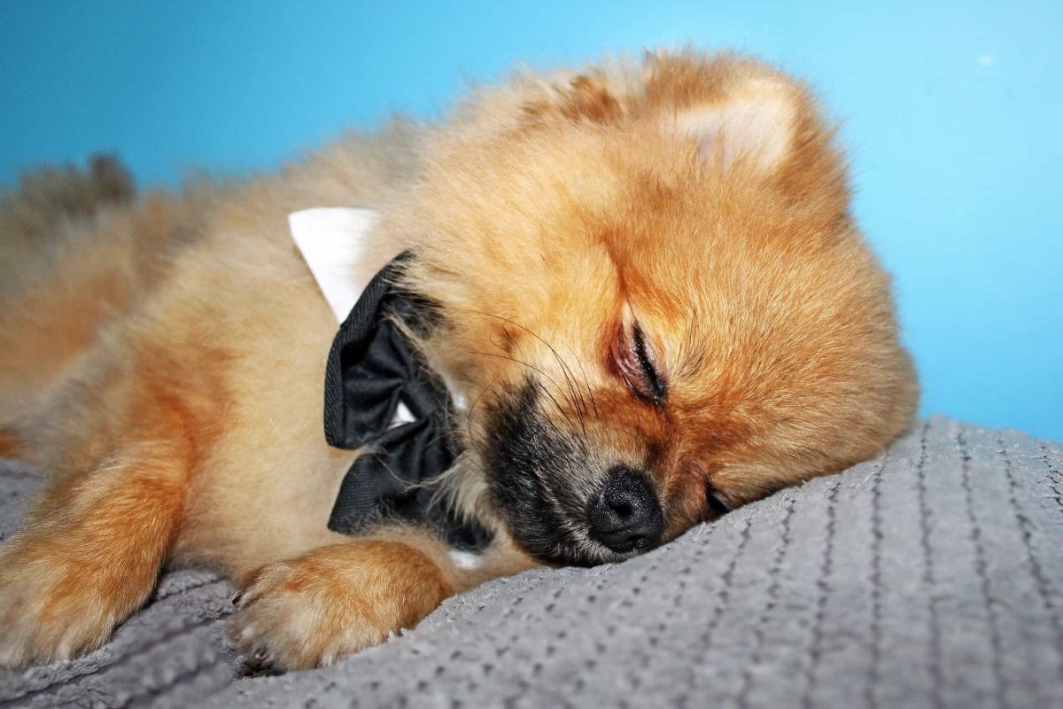 Новогодняя немецкая овчарка