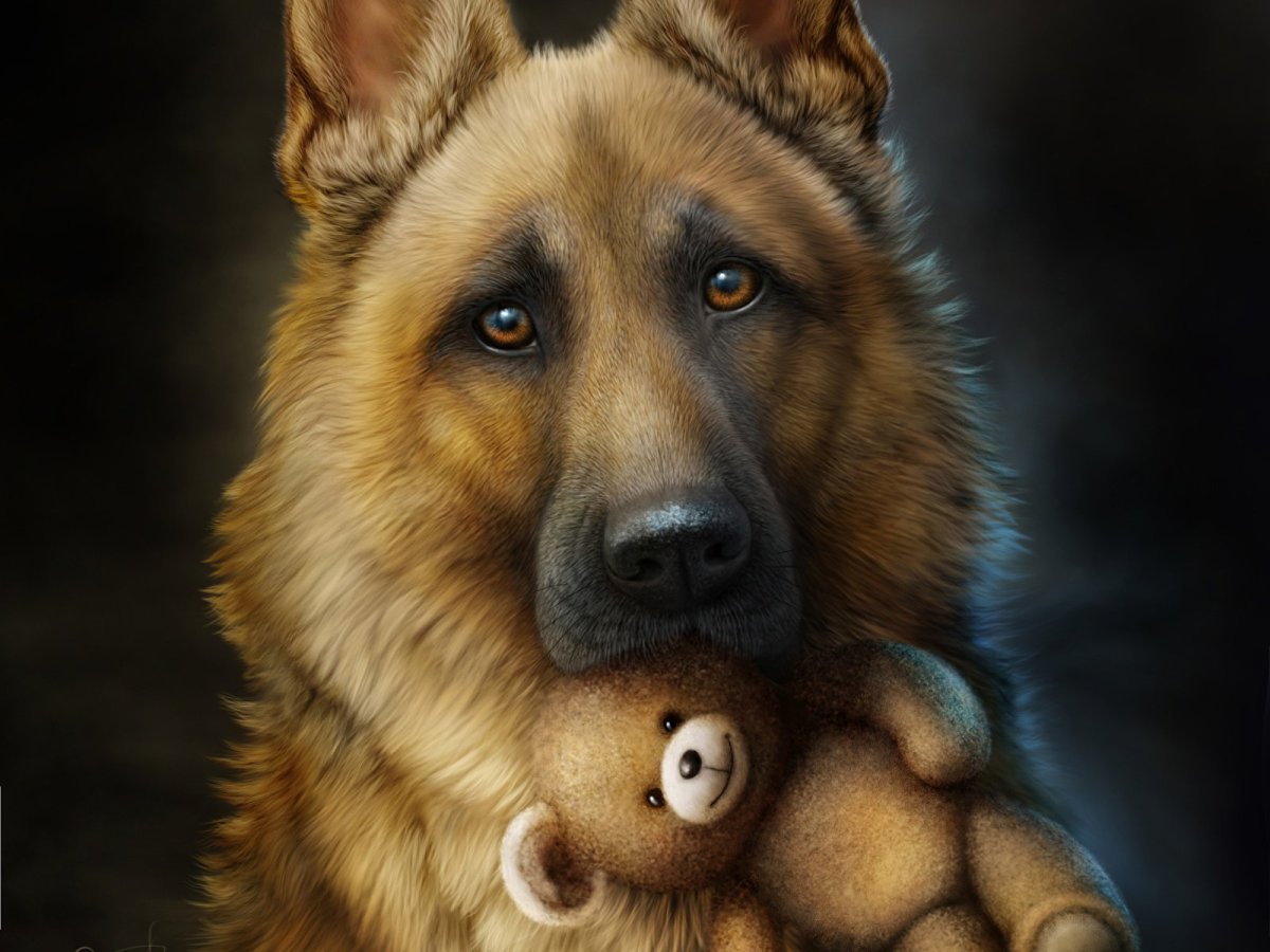 Icelandic Sheepdog Puppy