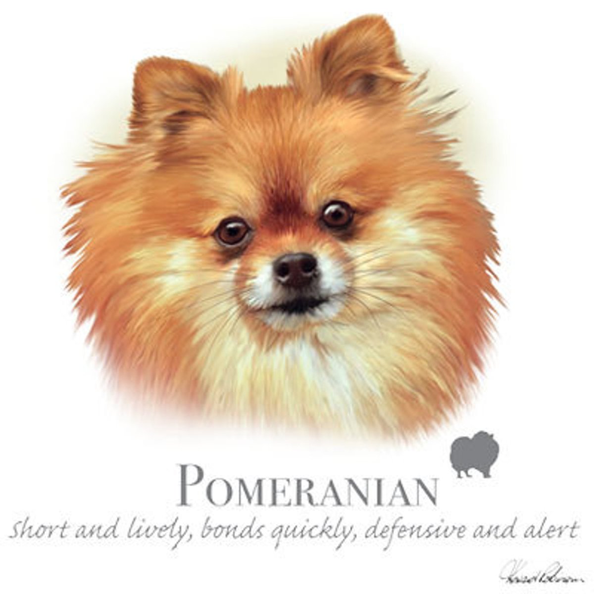 Помесь хаски и шпица