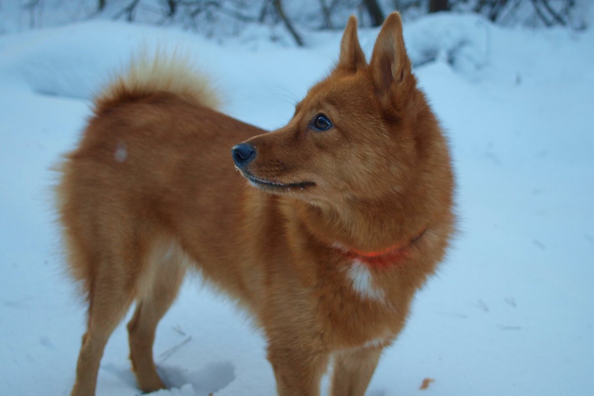 Восточно-Сибирская лайка рыжая в снегу