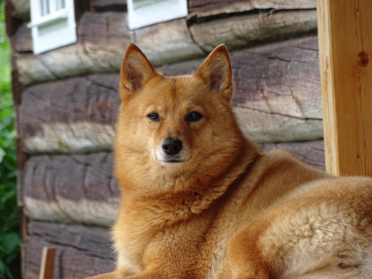 Карело-финская лайка