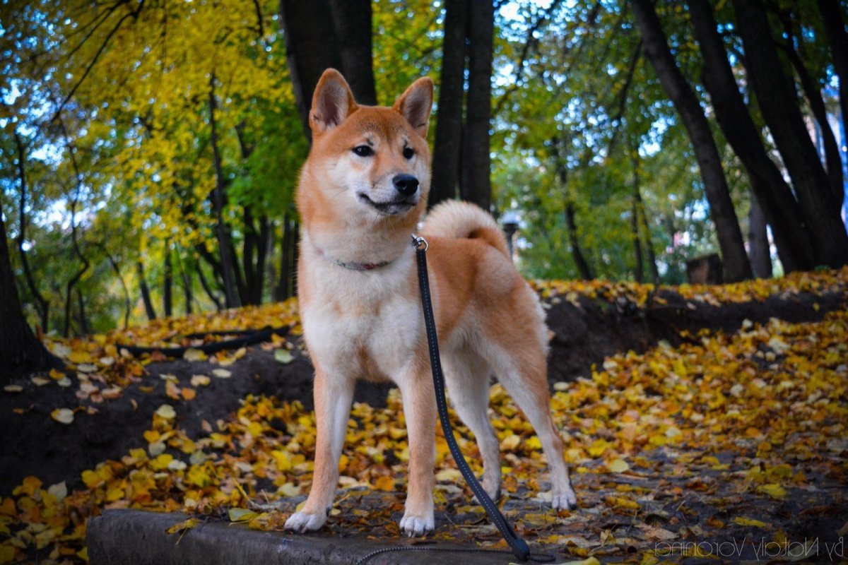 Сиба ину белая