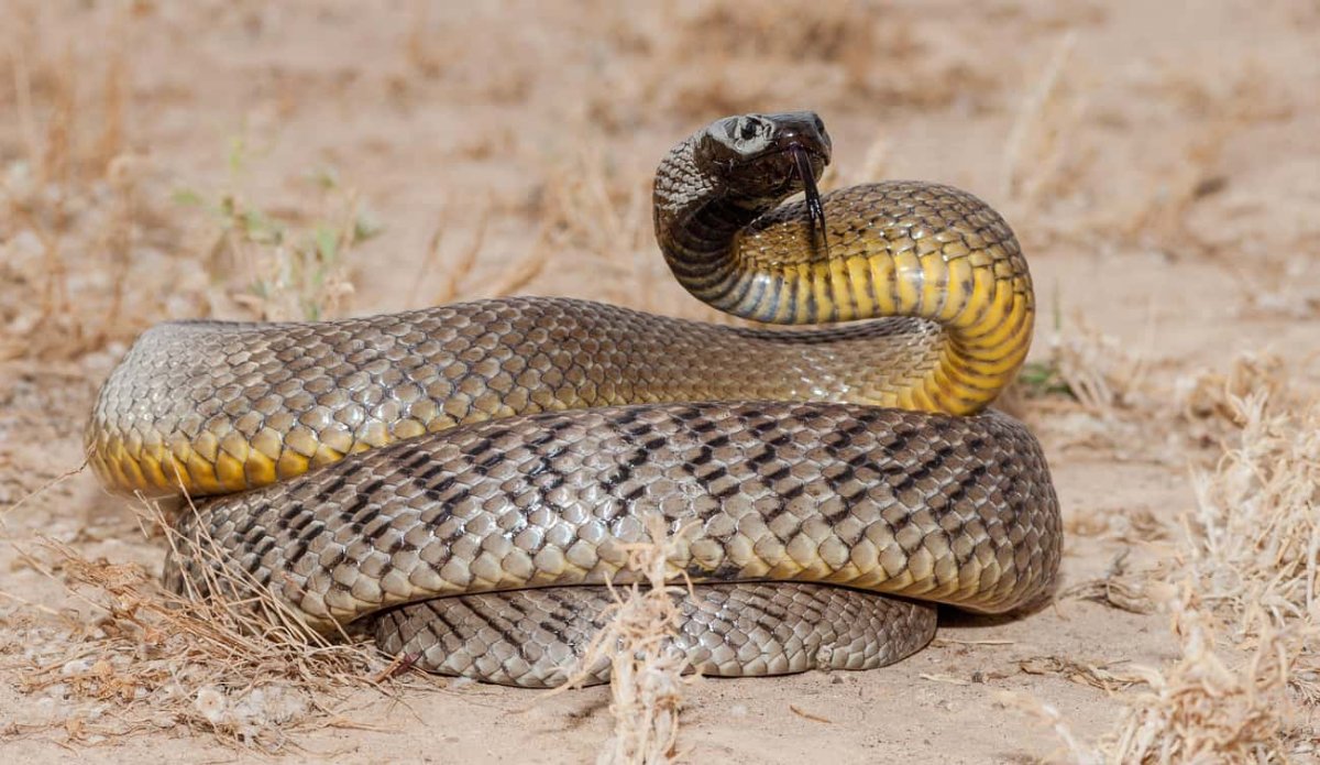 Тайпан Маккоя