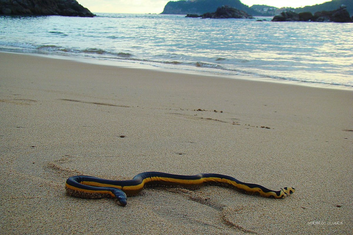 Морская змея пеламида