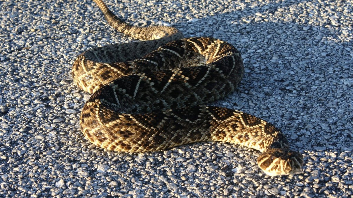 Моравский ромбический гремучник