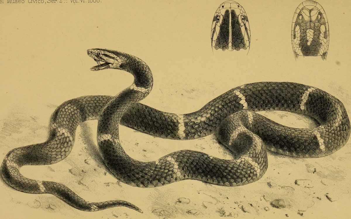 Толстой гадюка иллюстрации