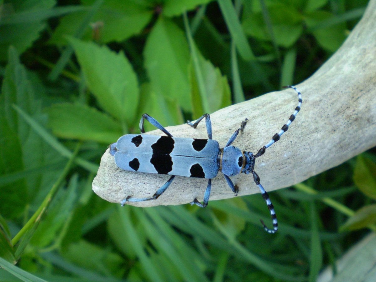 Жук усач Небесный