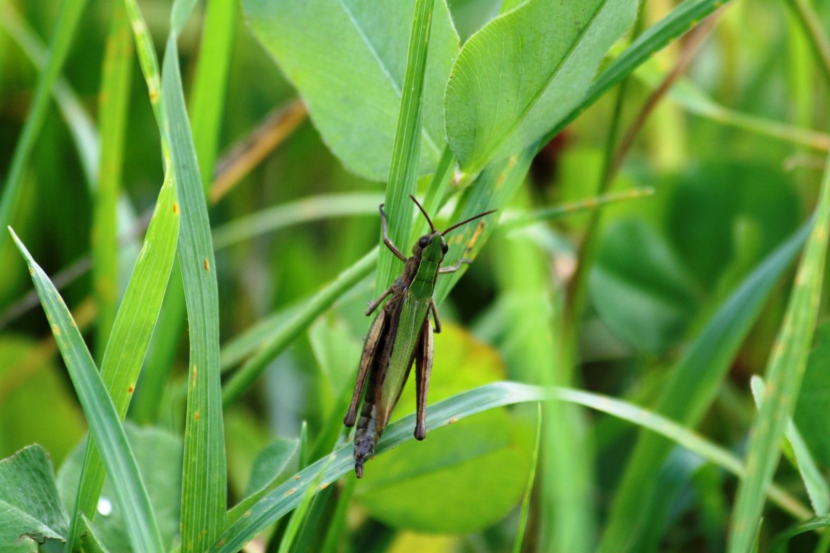 Кузнечик в траве
