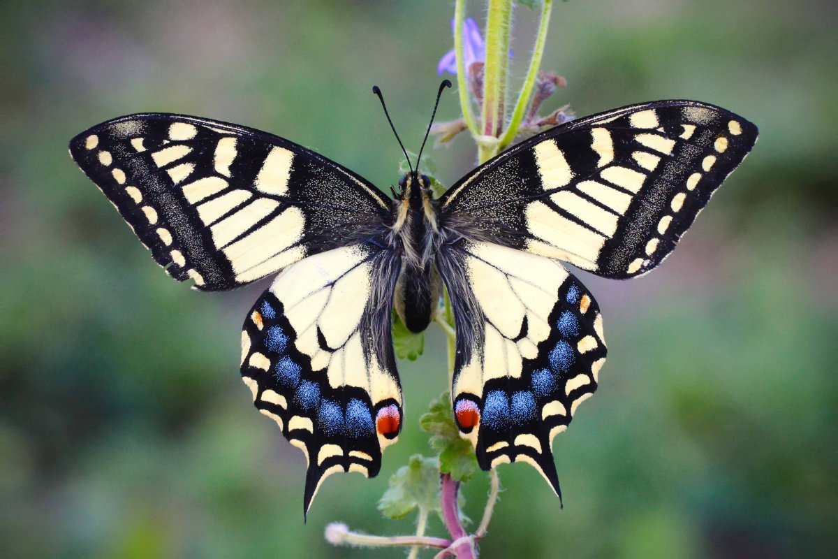 Papilio Machaon Linnaeus