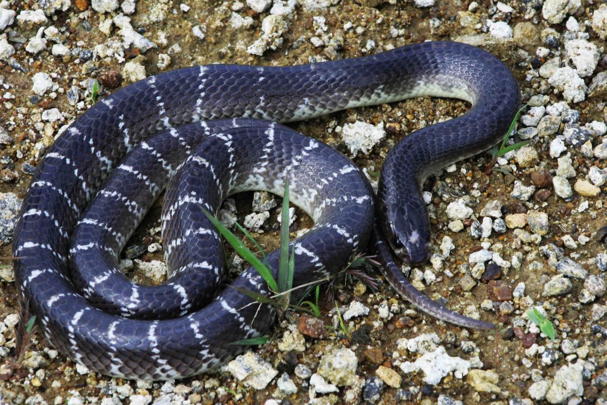 Кеймада-Гранди остров