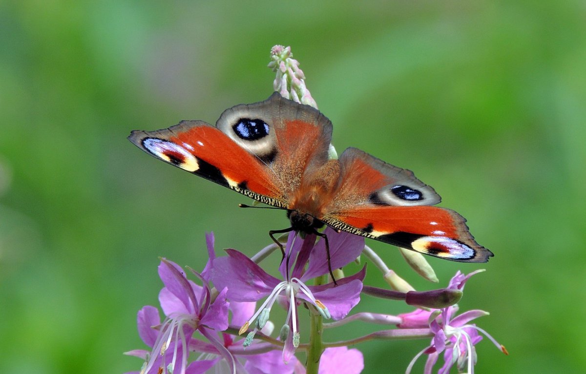 Насекомые в природе картинки