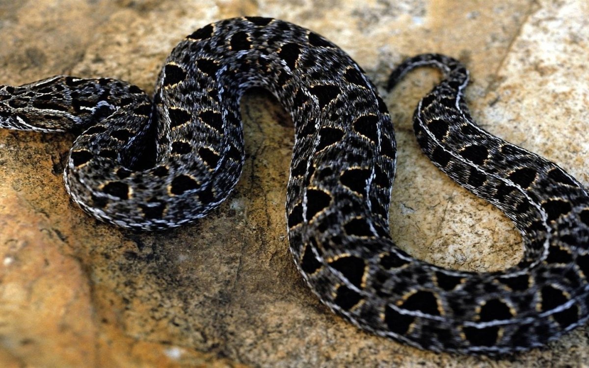 Шахматная гадюка Кавказская