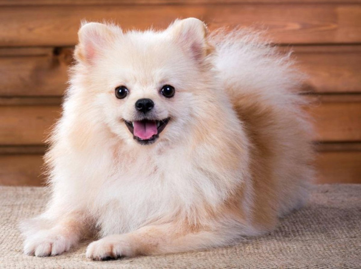 Померанский Пуппи