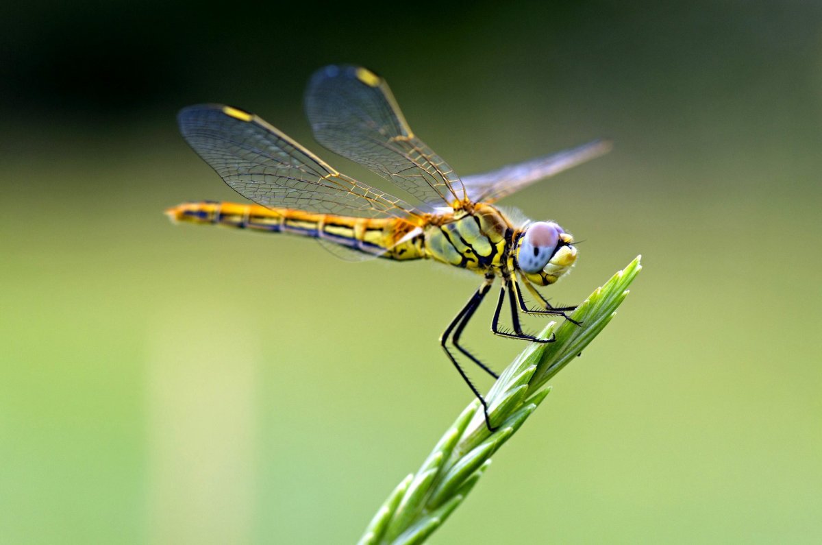 Дозорщик-Император (Anax Imperator)