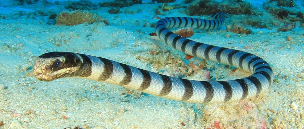 Полосатый Крайт